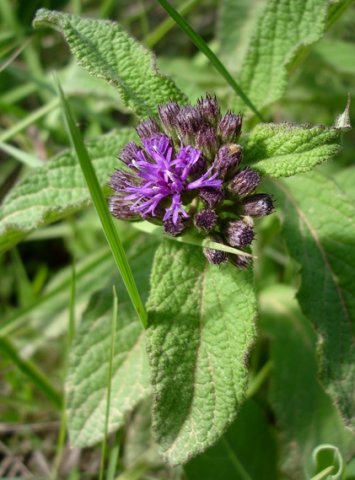 Hilliardiella hirsuta